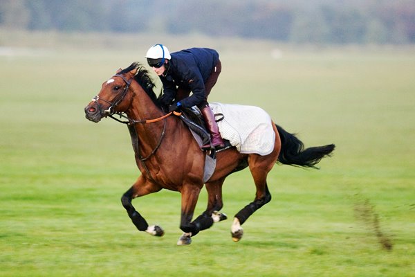 Frankel on the gallops at Newmarket 2011