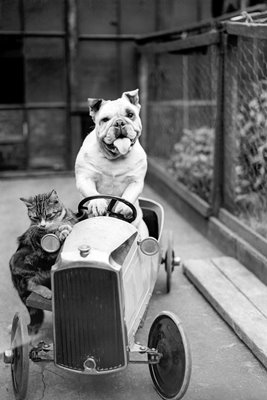 Dog And Cat Car 1933