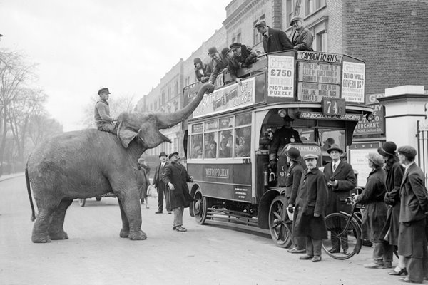 Circus elephant in London 1928