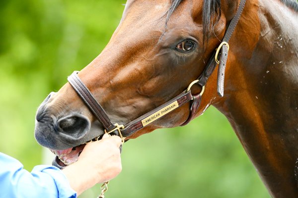 American Pharoah training Belmont Park 2015