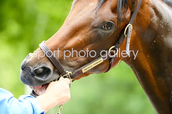 American Pharoah training Belmont Park 2015