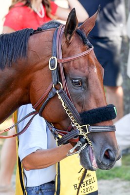 American Pharoah Haskell Invitational Monmouth Park 2015