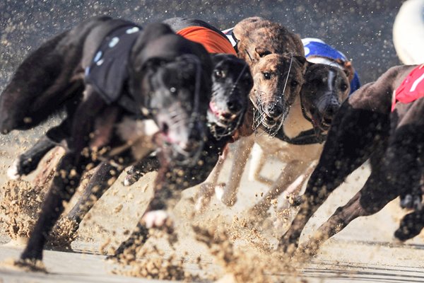 Greyhound Races at Romford Essex 2010