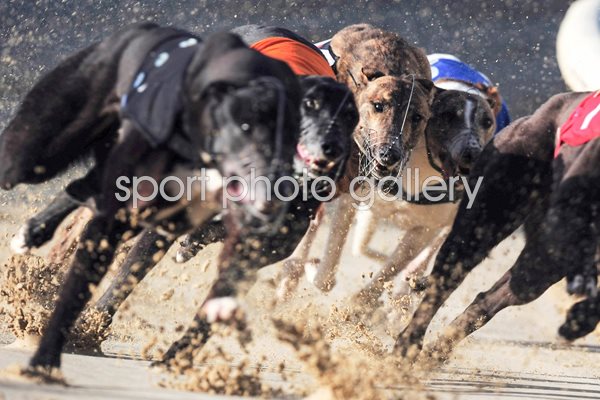 Greyhound Races at Romford Essex 2010