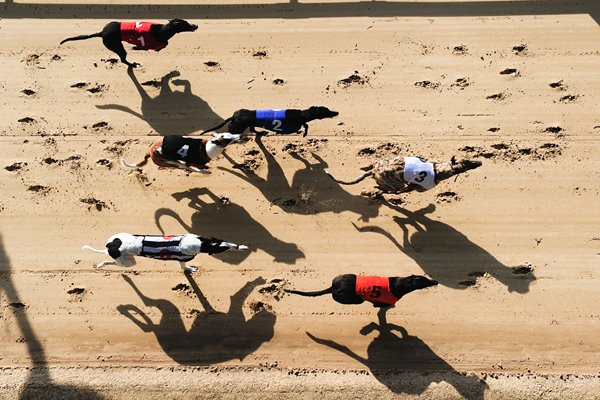 Greyhound Races at Romford Essex 2010