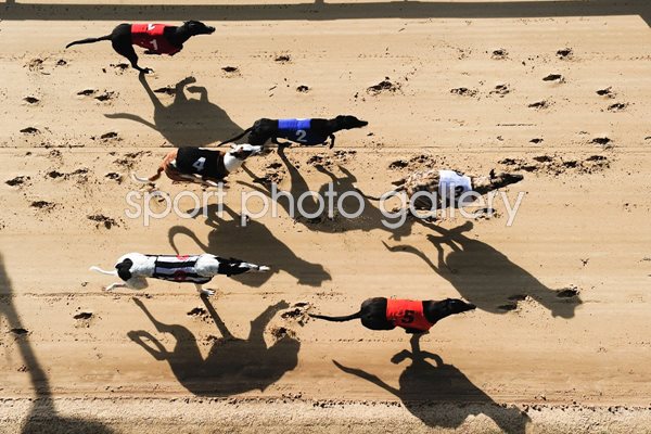 Greyhound Races at Romford Essex 2010