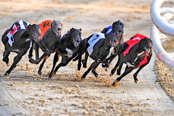 Greyhound Races at Romford Essex 2010