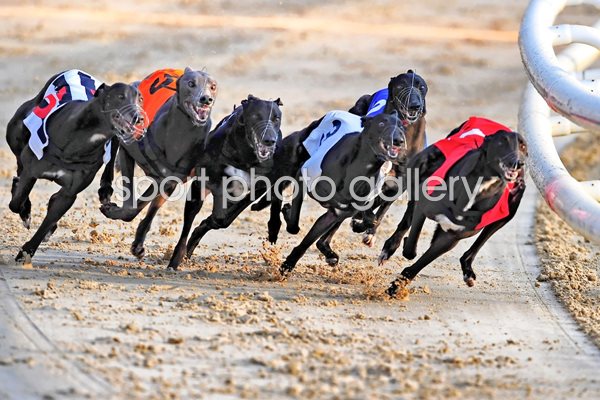 Greyhound Races at Romford Essex 2010