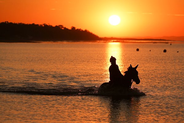 Horse Training On Balnarring Beach