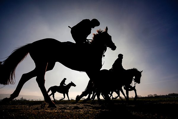 Trainer Gordon Elliott's string on the gallops Cheltenham 2016