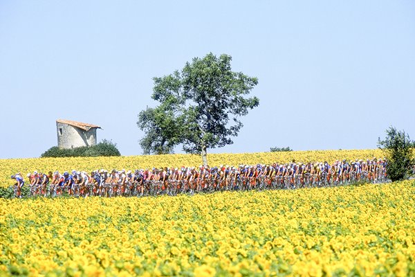 Tour de France Sunflowers Dordogne 1994