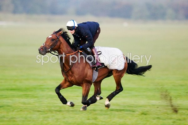 Frankel on the gallops at Newmarket 2011