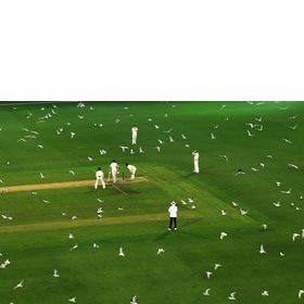 Seagulls fly over the cricket pitch
