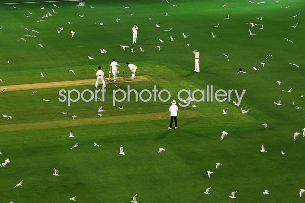 Seagulls fly over the cricket pitch