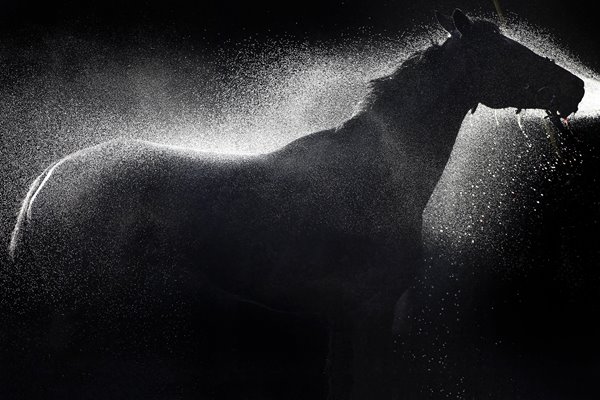 Rons Dream is hosed down
