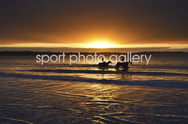 Horses at lady Bay Beach Australia