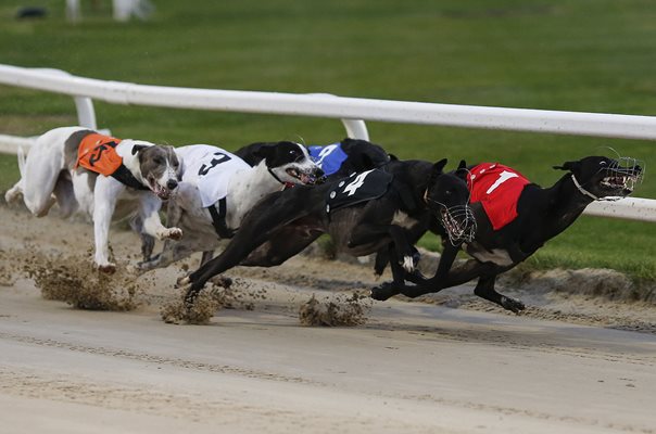 Greyhound Races 2017 Greyhound Derby Towcester