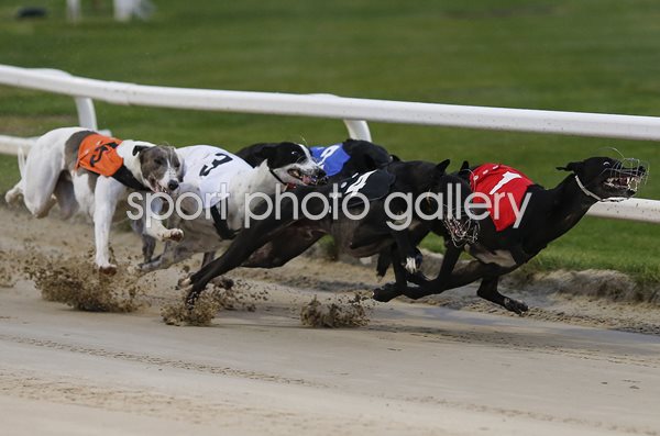 Greyhound Races 2017 Greyhound Derby Towcester