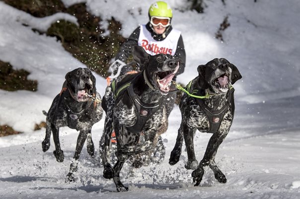 International Dog Sled Race Todtmoos Germany 2017