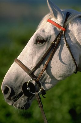 Desert Orchid portrait Elsworth Stables Whitsbury 1988