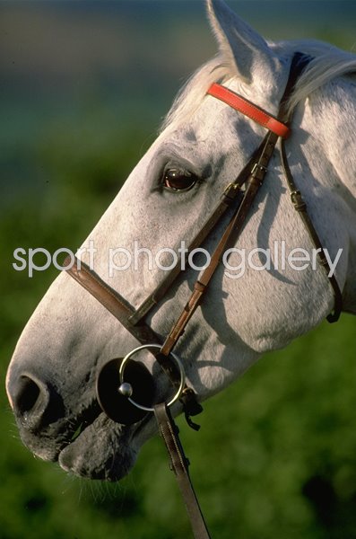 Desert Orchid portrait Elsworth Stables Whitsbury 1988
