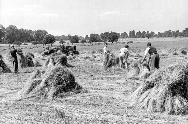 Flax Harvest