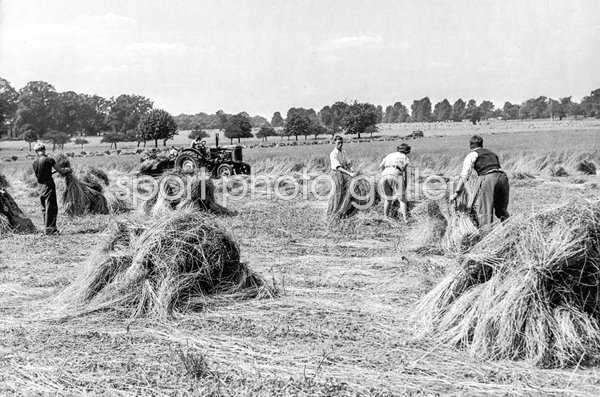 Flax Harvest