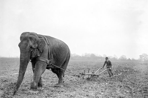 Elephant Plough