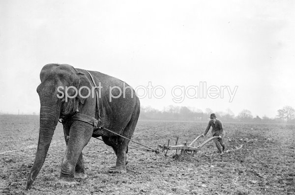 Elephant Plough