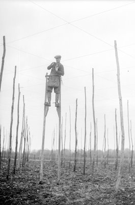 Farm Worker On Stilts