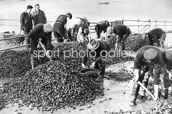 Mussel Catch