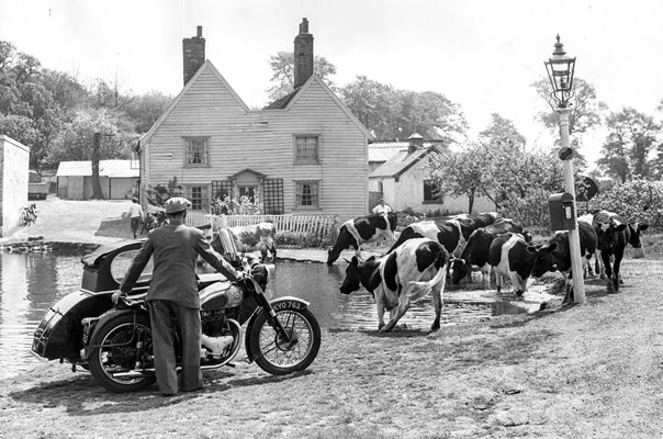 Watering The Cows