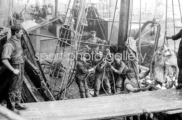 Fish Unloading