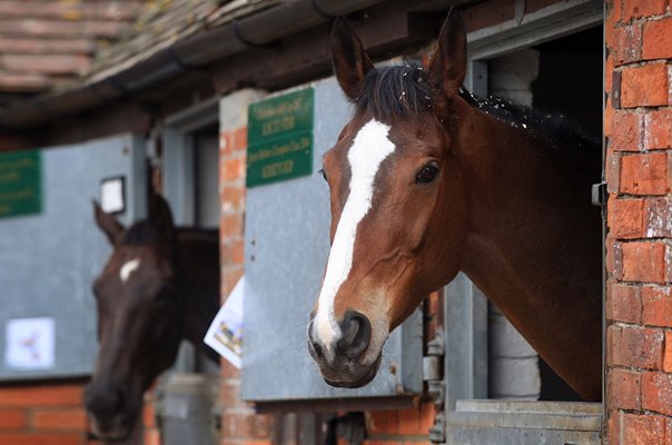 Kauto Star and Denman Ditcheat Stables Wincanton 2008