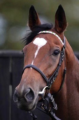 Enable portrait Newmarket Gallops 2019