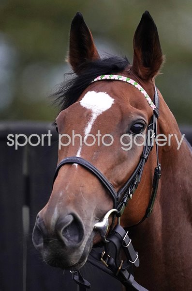 Enable portrait Newmarket Gallops 2019