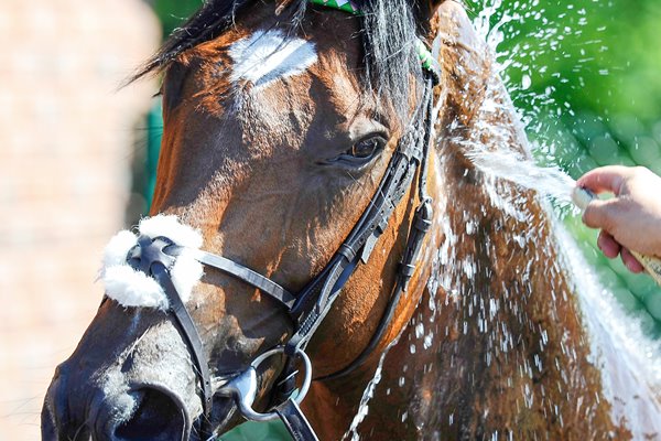 Frankel showers at Goodwood Races 2012