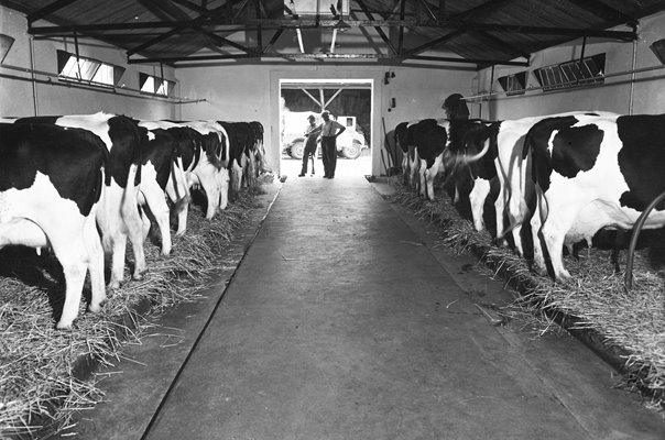 Dairy Herd