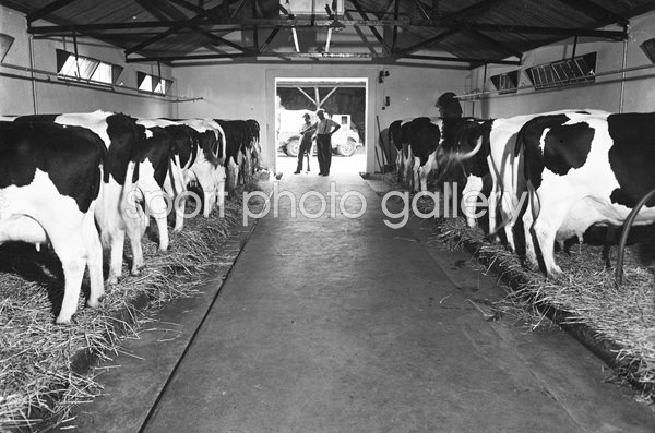 Dairy Herd
