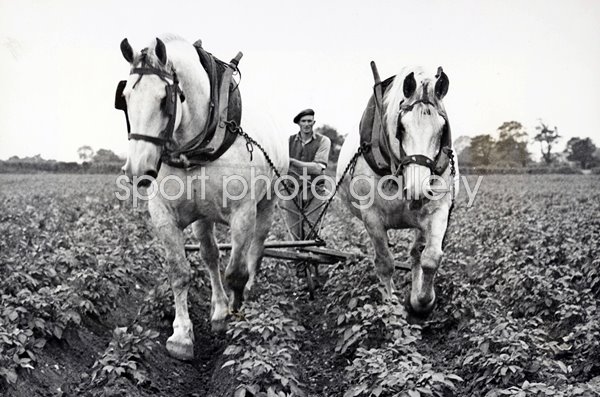Farm Horses at Work