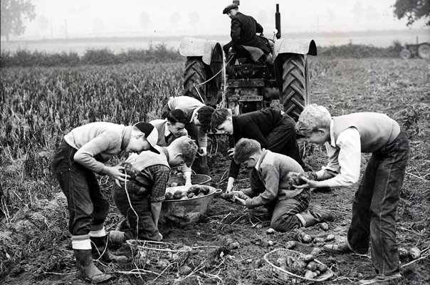 CHILDREN HELPIN THE POTATO HARVEST.
