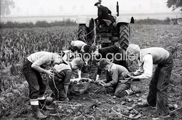 CHILDREN HELPIN THE POTATO HARVEST.