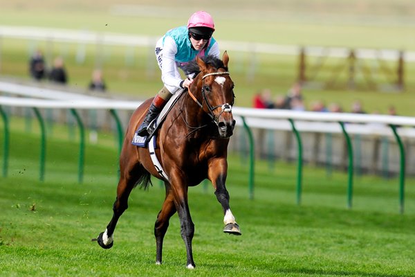 Tom Quelly & Frankel Newmarket Gallop 2012