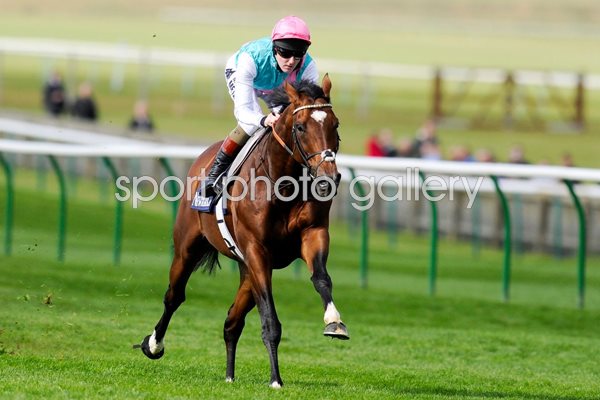 Tom Quelly & Frankel Newmarket Gallop 2012