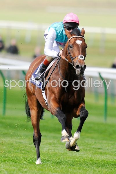 Frankel trains at Newmarket September 2012