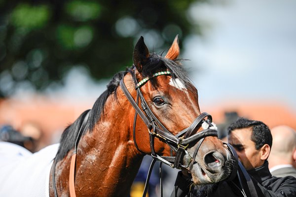 Frankel at Newmarket Races 2012