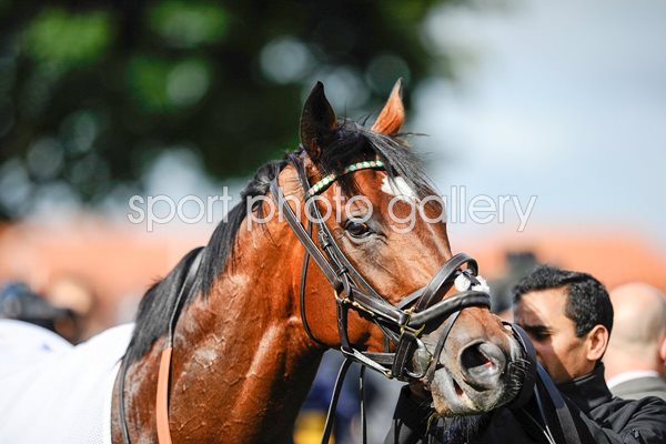 Frankel at Newmarket Races 2012