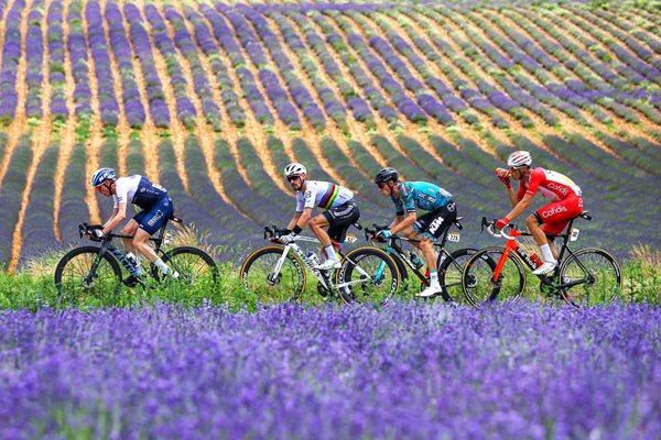 Julian Alaphilippe France lavender fields Tour de France 2021 