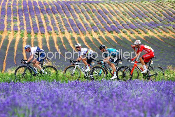 Julian Alaphilippe France lavender fields Tour de France 2021 