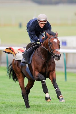 Frankel trains at Newmarket October 2012